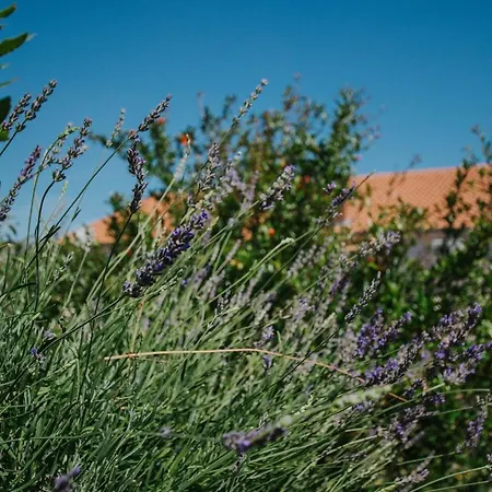 Blaise Апартаменты *