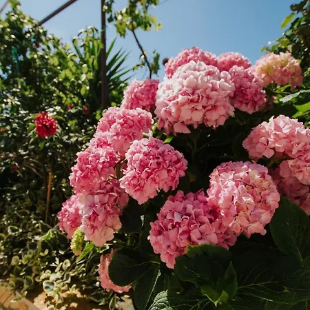 Lägenhet Blaise Trogir